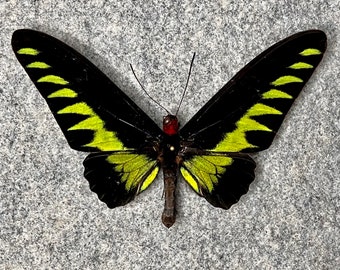 Rajah Brooke's birdwing butterfly, Trogonoptera brookiana, Wings folded OR Mounted in a Riker mount, Preserved, Dried, Real,