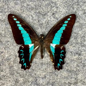 Milon’s Swallowtail butterfly, Graphium milon, Unmounted (Wings FOLDED), Preserved, Dried, Real, Papered
