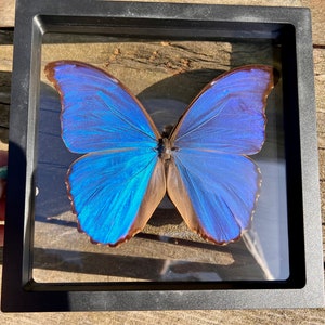 Giant Blue Morpho butterfly, Morpho didius tingomariensis; mounted in a 3D floating frame