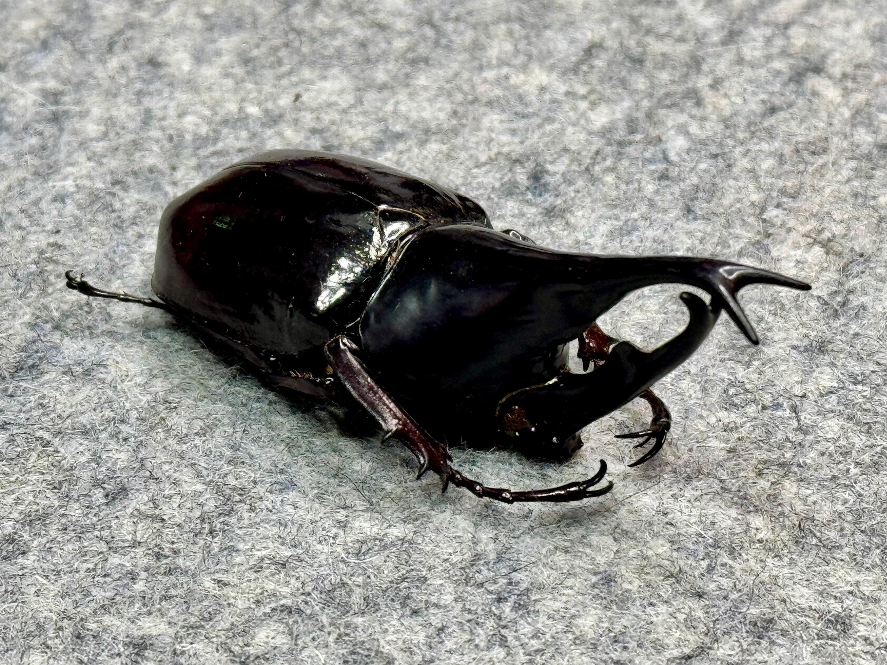 Rhinoceros Beetle, Xylotrupes Gideon Gideon, +75mm (2.75 In), Male