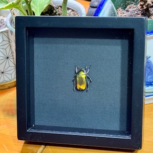 Chrysina aurigans, RARE Shiny Golden Scarab Beetle, XL Size (30 mm), Mounted and framed in a black shadowbox, preserved, dried, real