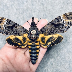 Death's Head Hawk moth, UNMOUNTED, Acherontia lachesis, Wings FOLDED, Preserved, Dried, Real