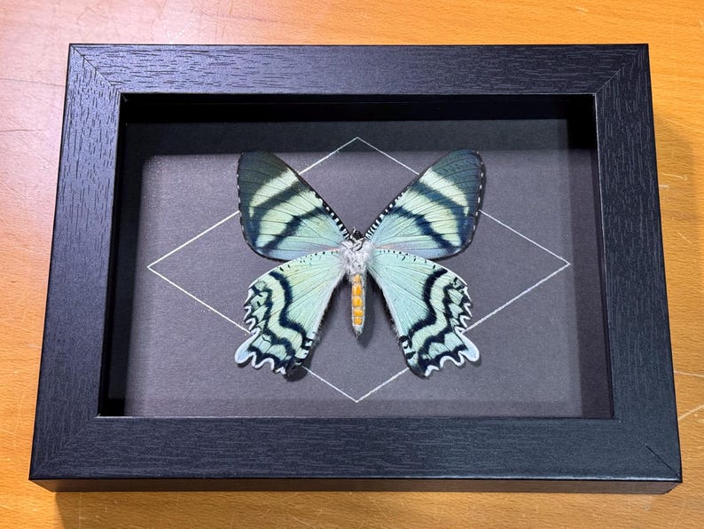 Zodiac Moth, Alcides Orontes, Female, Mounted and Framed Specimen - Etsy