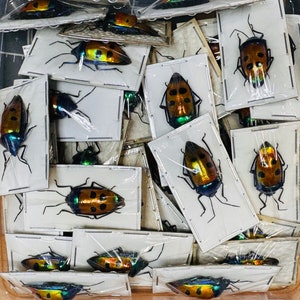 Jewel Man Face Bug, Calliphara Caesar, Unmounted, Real, Dried ...