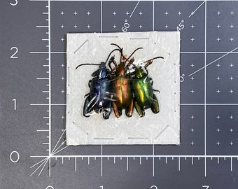 Frog Beetles, Sagra longicollis, 3 colors, UNMOUNTED, real, preserved