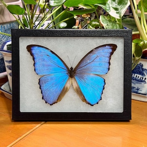 Giant Blue-Purple Morpho butterfly, Morpho godarti assarpai, Male, Mounted & framed in a Riker Mount case, preserved, real specimen