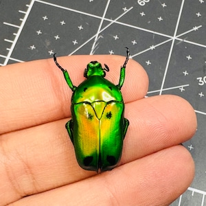 Fiery Green Flower Beetle, Heterorrhina sexmaculata sexmaculata, Unmounted, real, dried, preserved image 1