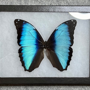 Giant blue ombre Deidamia Morpho butterfly, Morpho deidamia, mounted in a Riker Mount display case