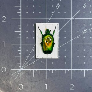 Fiery Green Flower Beetle, Heterorrhina sexmaculata sexmaculata, Unmounted, real, dried, preserved image 2