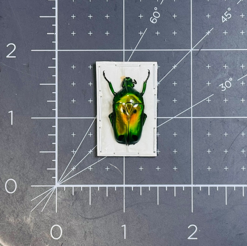 Fiery Green Flower Beetle, Heterorrhina sexmaculata sexmaculata, Unmounted, real, dried, preserved image 2