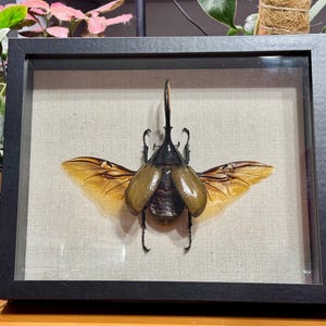 Huge Hercules Beetle, Dynastes hercules lichyi, 127mm, Mounted (wings spread) and framed in a shadowbox, preserved, dried, real specimen
