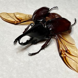 Brown Rhinoceros Beetle, Xylotrupes gideon gideon, Male, Mounted and framed in a shadowbox