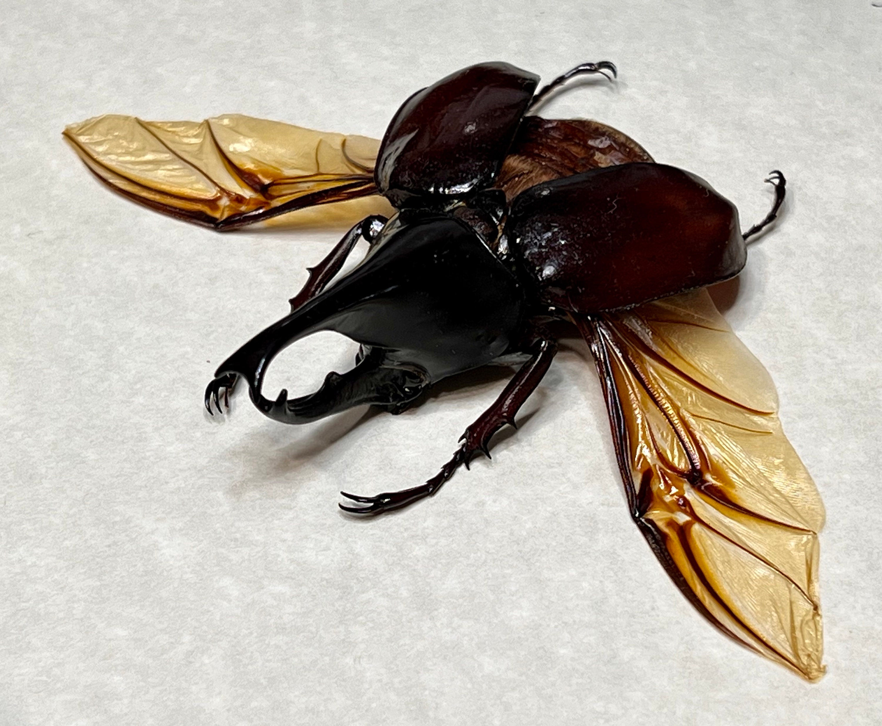 Brown Rhinoceros Beetle, Xylotrupes Gideon Gideon, Male, Mounted