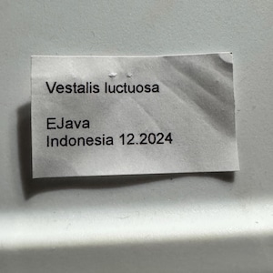 Libélula azul oscuro, Vestalis luctuosa, ejemplar montado. imagen 3