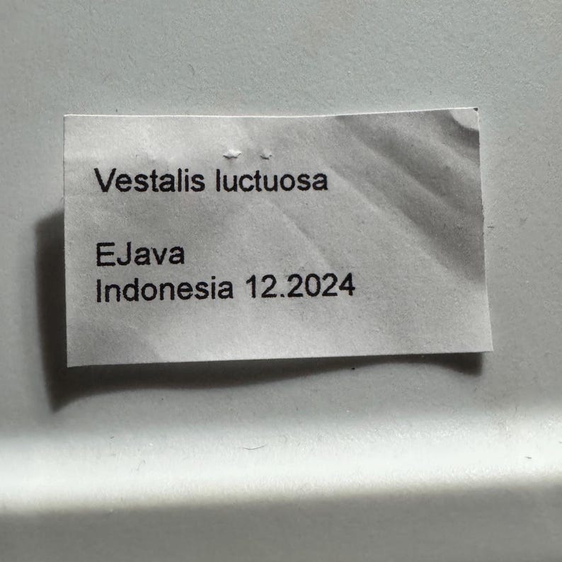 Libélula azul oscuro, Vestalis luctuosa, ejemplar montado. imagen 3
