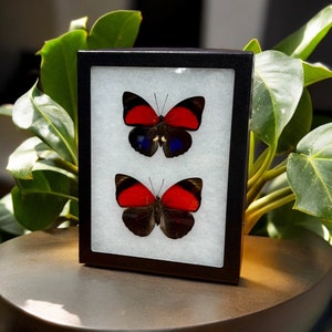 Agrias claudina lugens, The Claudina butterfly pair, Mounted (wings spread) and framed in a Riker Mount, preserved, dried, real