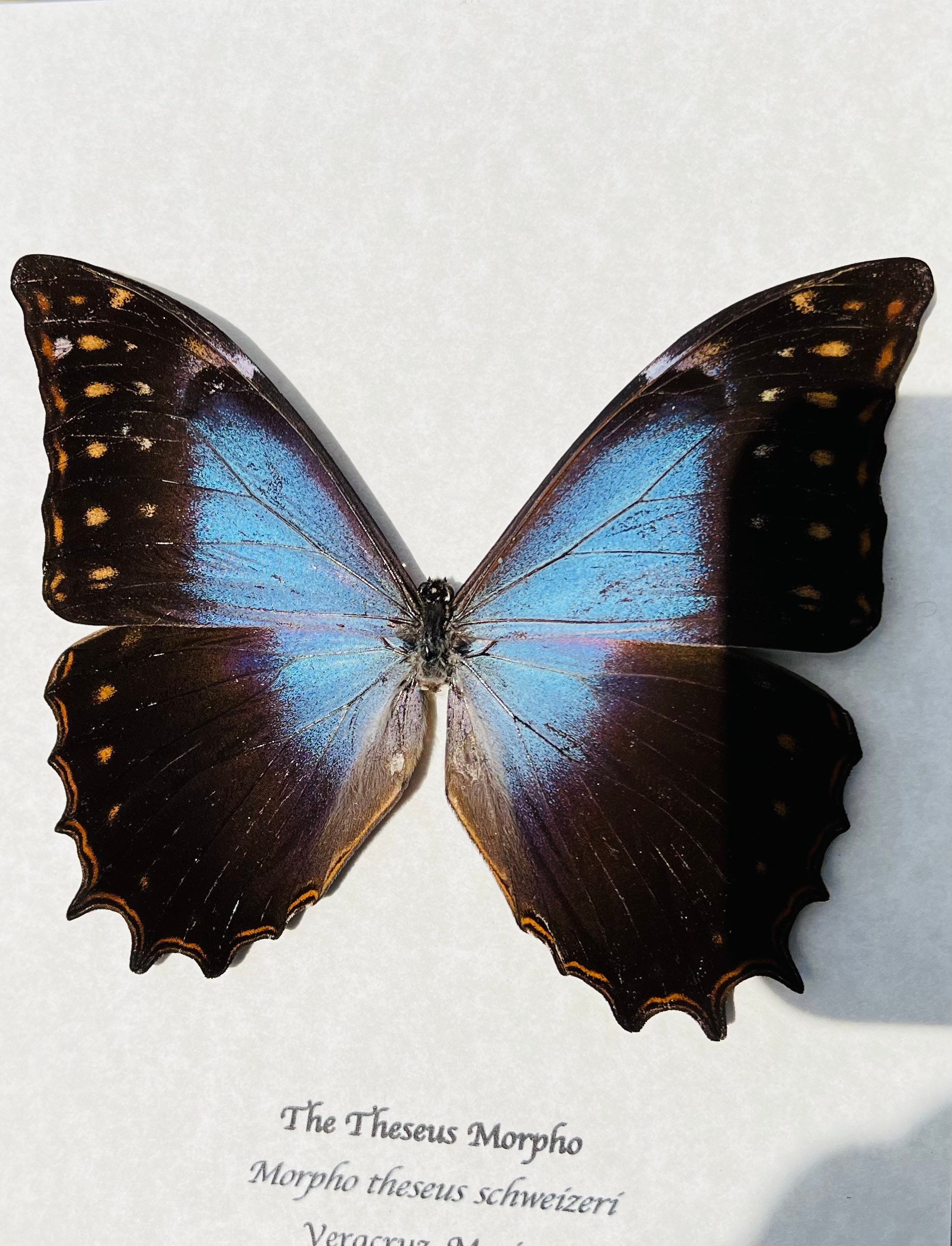 Theseus Morpho Butterfly Framed in Black Shadowbox - Etsy