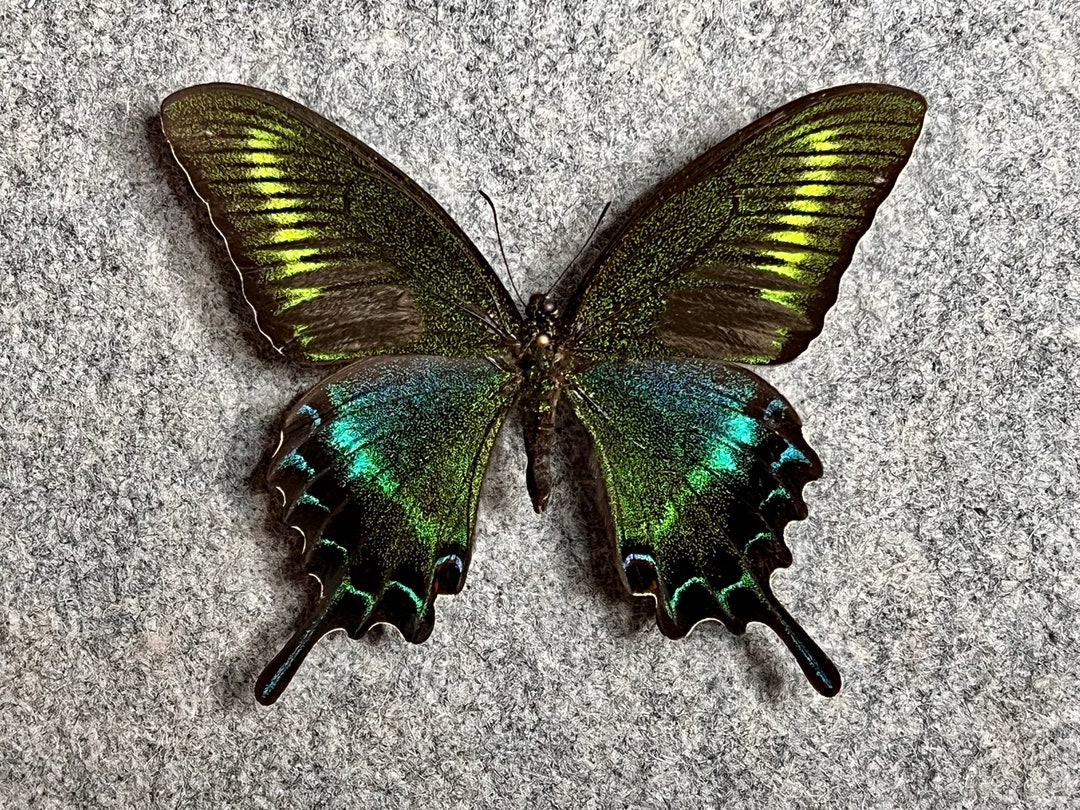 Alpine Black Swallowtail Butterfly, Papilio Maackii, SUMMER