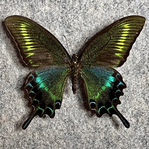 Alpine Black Swallowtail Butterfly, Papilio Maackii, SUMMER