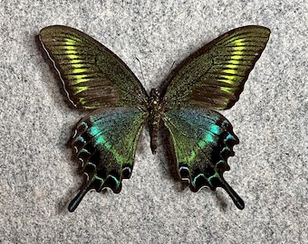 Alpine Black Swallowtail Butterfly, Papilio Maackii, SUMMER
