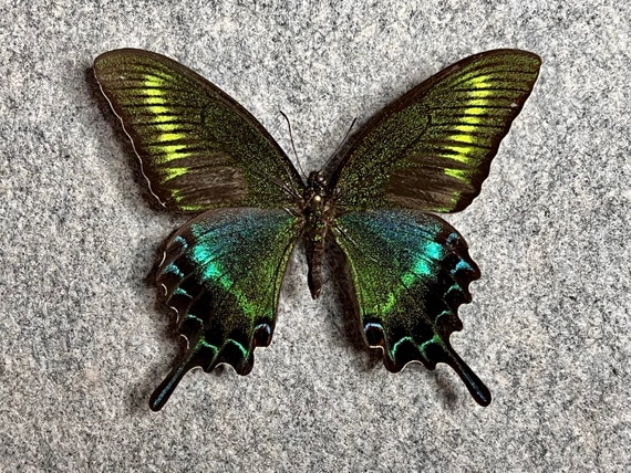 Alpine Black Swallowtail Butterfly, Papilio Maackii, SUMMER