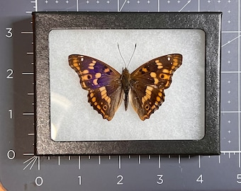 Freyer's Purple Emperor butterfly, Apatura metis, Mounted (wings spread) and framed in a Riker mount, Preserved, Dried, Real