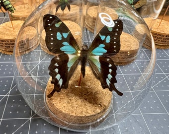Graphium stresemanni, Rare Blue swallowtail butterfly, mounted in a 5” globe, cloche, dome jar, real