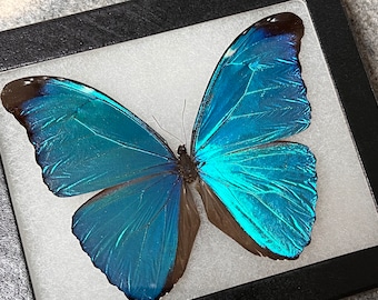RARE Morpho Absoloni Butterfly, Mounted (wings Spread) in a Riker