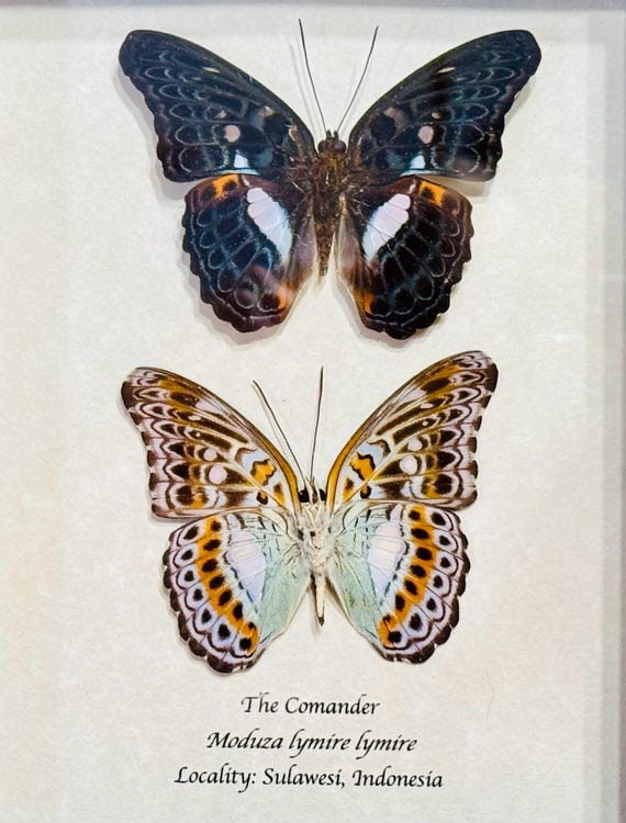 Framed Comander Butterfly, Moduza Lymire Lymire, Black Shadowbox