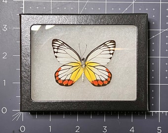 Painted Jezebel butterfly, Delias hyparete hyparete, Verso, Male, Mounted & Framed in a Riker mount case, real, dried, preserved