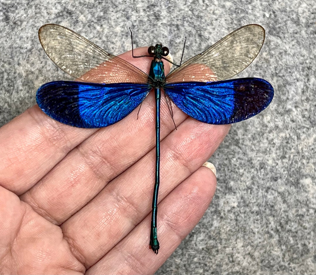 Neurobasis Kaupi Spread, Sulawesi, Blue Clear Dragonfly Damselfly Indonesia, Electric Blue Wing Dragonfly, Entomology - Österreich