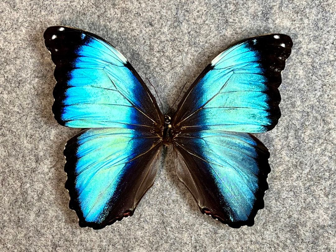 Blue Morpho Butterfly, Morpho Deidamia, Wings Closed, UNMOUNTED (wings ...