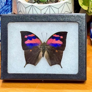 May include: A framed butterfly specimen with black wings and pink and purple accents. The butterfly is displayed on a white background.