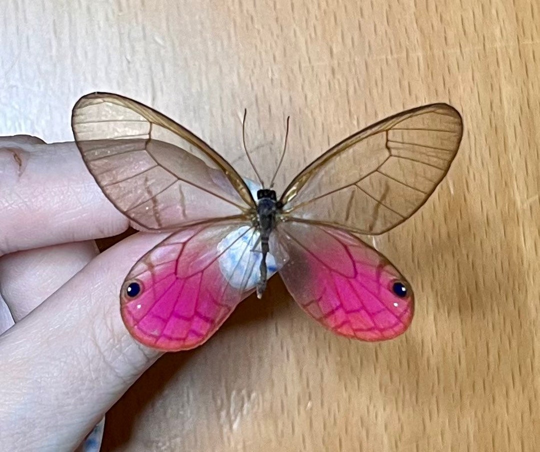 Blushing Phantom Pink Clearwing Butterfly, Cithaerias Aurorina, Male, Wings FOLDED or Mounted