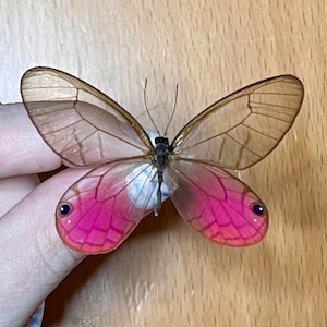 Blushing Phantom Pink Clearwing butterfly, Cithaerias aurorina, Male, Wings FOLDED or Mounted (wings spread), preserved, dried, real