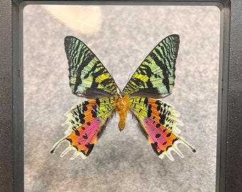 Madagascan Sunset Moth, Urania rhipheus - Chrysiridia rhipheus; mounted in a 3D floating frame