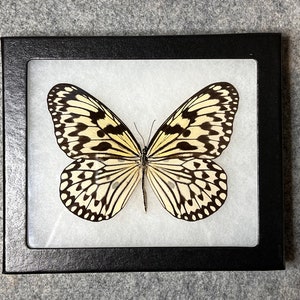 Rice Paper butterfly, Idea leuconoe, Mounted (wings spread) and framed in a Riker mount, Preserved, Dried, Real specimen