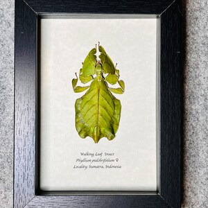 Walking Leaf Insect, Phyllium pulchrifolium (Green), Female, Mounted and framed in a shadowbox, Real, preserved, dried specimen