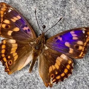 Freyer&#39;s Purple Emperor butterfly, Apatura metis, Wings Folded or Mounted (wings spread), Preserved, Dried, Real