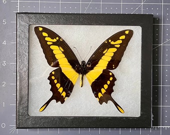 Mariposa cola de golondrina real enmarcada, exhibición de insecto real (5x4x3/4)