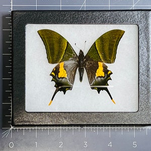 Rare Teinopalpus imperialis, The Kaiser-i-Hind swallowtail butterfly, Male, Mounted and framed in a Riker Mount Case image 2