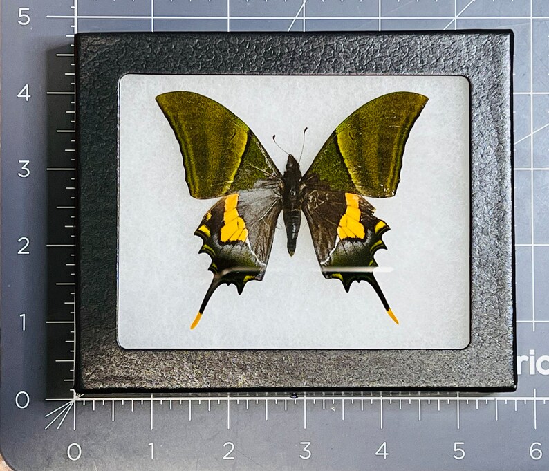 Rare Teinopalpus imperialis, The Kaiser-i-Hind swallowtail butterfly, Male, Mounted and framed in a Riker Mount Case image 2