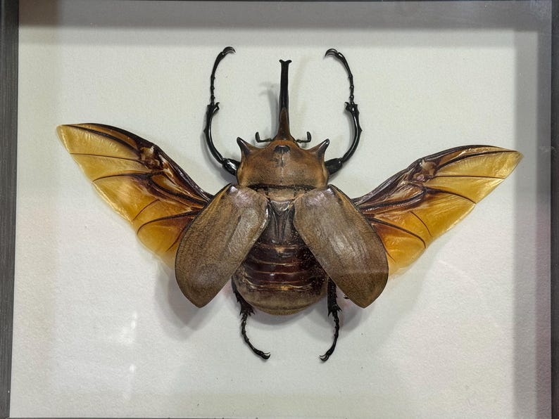 Elephant Insect Giant 111mm Elephant Beetle, Megasoma Elephas Elephas, Male, Mounted ...