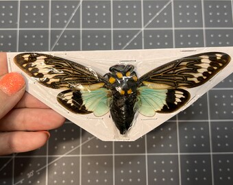 Blue Cicada, Tosena Splendida, Wings spread, real, preserved