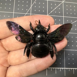 Tropical Black Broad-handed Carpenter Bee, Xylocopa latipes, Female, A1, MOUNTED, Wings spread, real, dried, preserved specimen