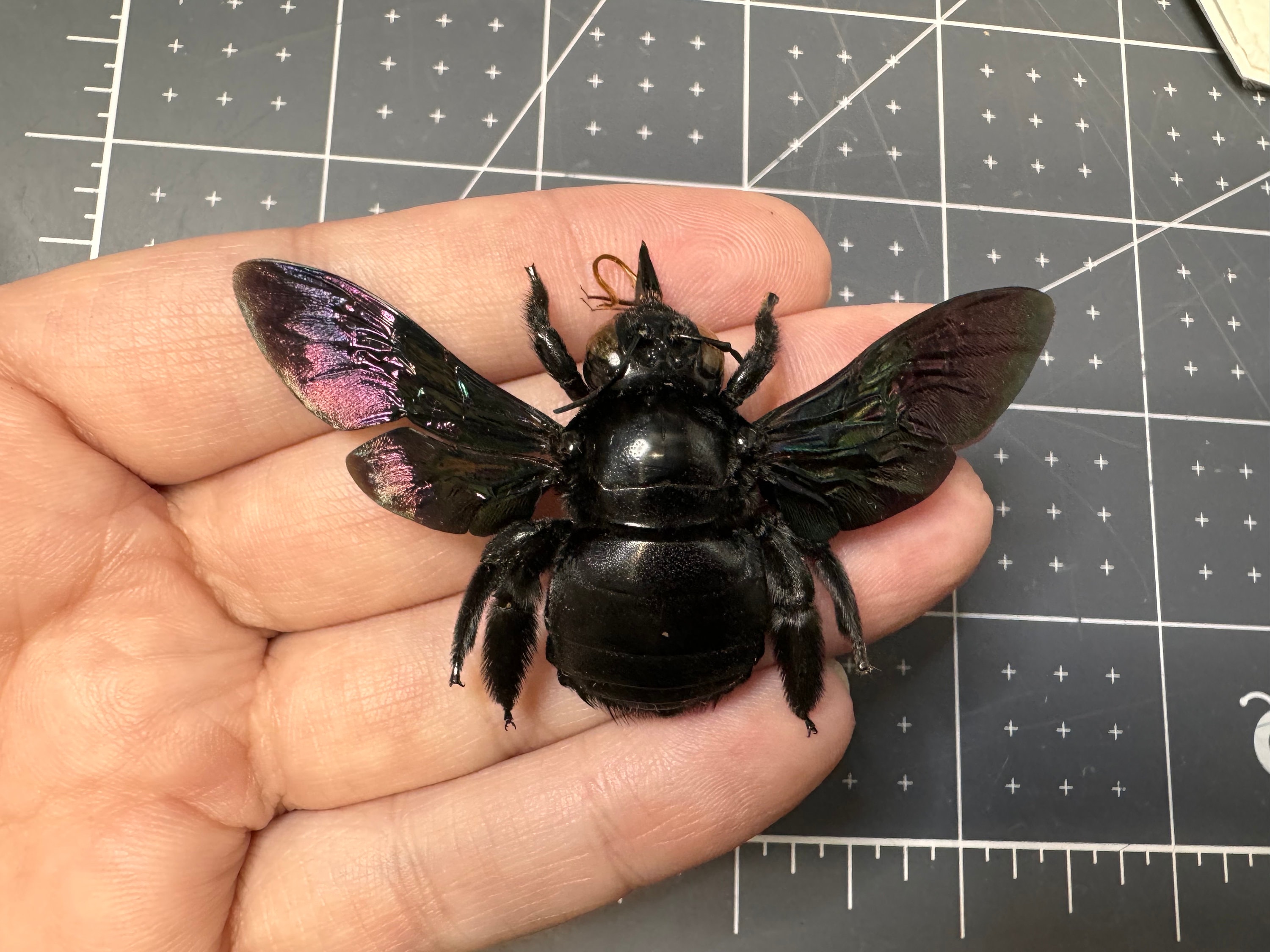 Tropical Black Broad-handed Carpenter Bee, Xylocopa latipes, Female, A1, MOUNTED, Wings spread, real, dried, preserved specimen