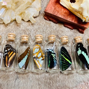 Real butterfly or moth wing in a glass jar, fairy wings, size medium