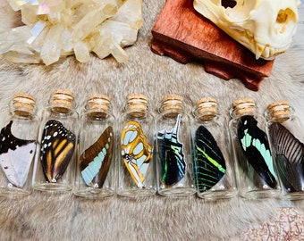 Real butterfly or moth wing in a glass jar, fairy wings, size medium