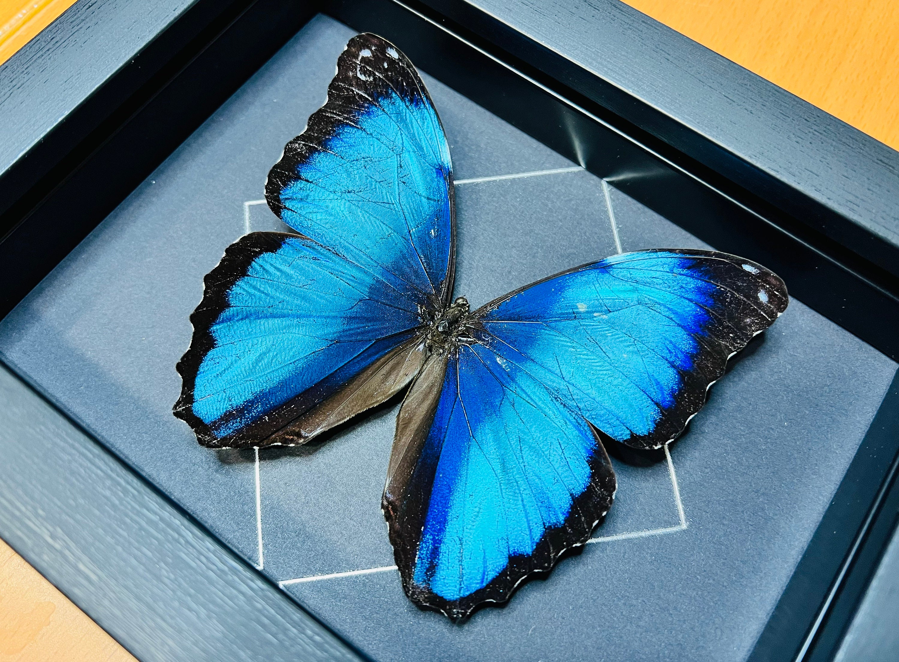 The Blue Banded Morpho Butterfly Morpho Deidamia Annae - Etsy