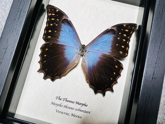 Theseus Morpho Butterfly Framed in Black Shadowbox - Etsy